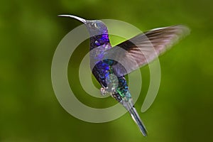 Flying big blue bird Violet Sabrewing with blurred green background. Hummingbird in fly. Flying hummingbird. Action wildlife scene
