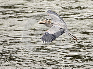 A flying Big Blue Heron with a fish in his beak.
