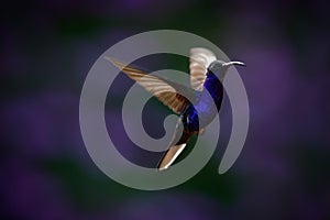 Flying big blue Hummingbird Violet Sabrewing with blurred dark violet flower in background photo