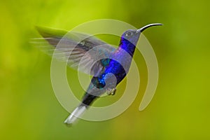 Flying big blue Hummingbird Violet Sabrewing with blurred green background. Hummingbird in fly. Flying hummingbird. Action wildli photo
