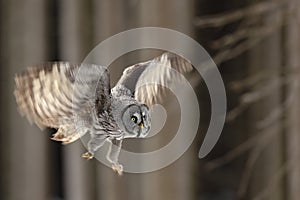 Flying big Great Grey Owl in the forest, single bird with open wings