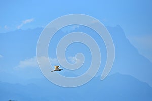 Volador pájaro de montana 