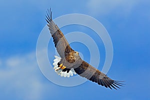 Flying bird. Big bird of prey on the sky. White-tailed eagle, Haliaeetus albicilla, big bird of prey on thy dark blue sky, with