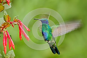 Flying bird. Bird with red flower. Bird in the forest. Bird in fly. Action scene with bird. Green and blue bird. Bird from Ecuador