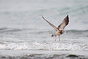 Flying bird ( Black tailed gull )