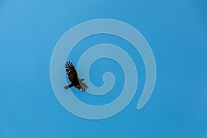 Flying bird in the blue and cloudy sky