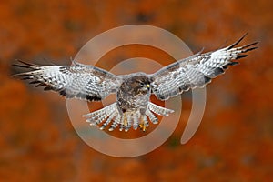 Volador pájaro ratón halcón borroso naranja otono un árbol Bosque en. animales y plantas escena naturaleza. pájaro en. halcón en 