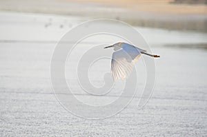 Flying bird, El Espino beach