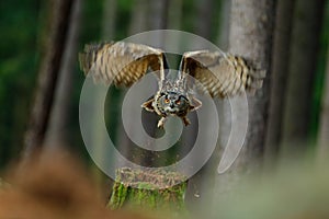 Flying bird Eurasian Eagle Owl with open wings in forest habitat with trees