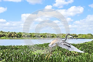 Flying bird in the Florida wetland