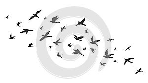 Flying bird. Free birds flock in flight black silhouettes. Tattoo image, freedom symbol wildlife vector illustration