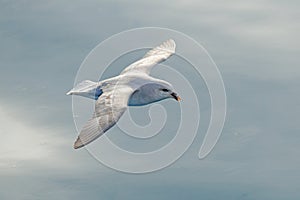 Flying bird. Fulmar in fly. Northern Fulmar, Fulmarus glacialis, white bird, blue water, dark blue ice in the background, animal f