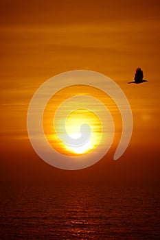 Flying bird and Goa sunset