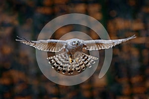 Flying bird Goshawk with blurred orange autumn tree forest in the background