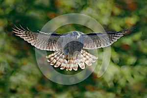 Flying bird Goshawk with blurred orange and green autumn tree forest in the background. Action wildlife scene from forest. Goshawk