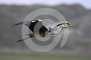 Flying Bird Grey Heron