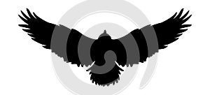 Flying bird icon logo, Vector eagle silhouette.Falcon illustration