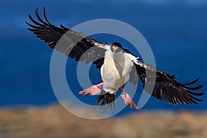 Flying bird. Imperial Shag, Phalacrocorax atriceps, cormorant in flight. Dark blue sea and sky with fly bird, Falkland Islands. Bi