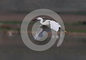 Flying Bird Egretta garzetta