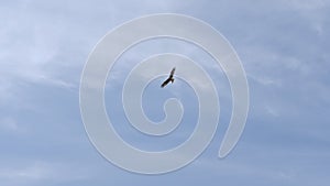 A flying bird in the Koijigahama Beach in Tahara Japan
