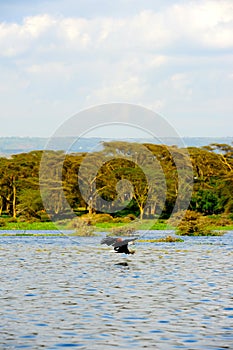 Flying bird - Lake Naivasha (Kenya - Africa)