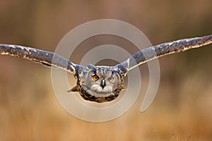 Flying bird with open wings in grass meadow, face to face detail attack fly portrait, orange forest in the background, Eurasian Ea