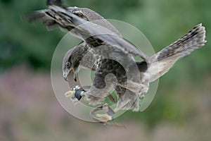 A flying bird of prey photo