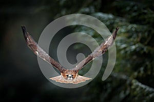 Flying bird of prey above the field meadow, Red-tailed hawk, Buteo jamaicensis, landing in the forest. Wildlife scene from nature