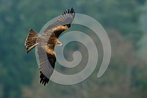 Flying bird of prey. Bird in fly with open wings. Action scene from nature. Bird of prey Black Kite, Milvus migrans, blurred fores