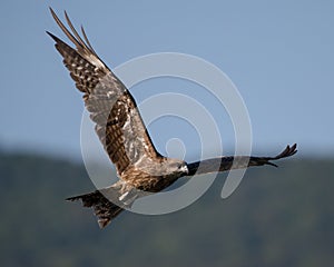 Flying bird of prey, Black kite, bird in fly with open wings, Hong Kong