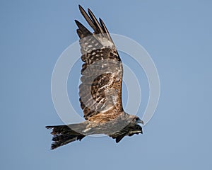 Flying bird of prey, Black kite, bird in fly with open wings, Hong Kong