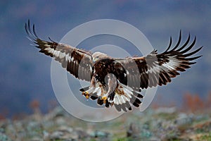 Flying bird of prey golden eagle with large wingspan, photo with snowflakes during winter, stone mountain. Wildlife scene from photo