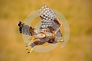 Flying bird of prey Goshawk, Accipiter gentilis, with yellow summer meadow in the background, bird in the nature habitat, action s