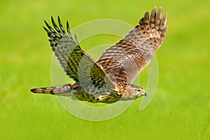 Flying bird of prey Goshawk, Accipiter gentilis, with yellow summer meadow in the background, bird in the nature habitat, action s