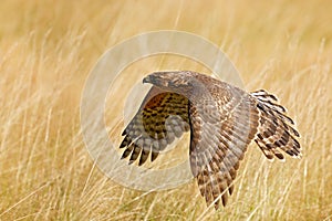 Flying bird of prey Goshawk, Accipiter gentilis, with yellow summer meadow in the background, bird in the nature habitat, action s