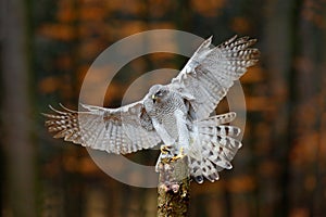 Flying bird of prey Goshawk with blurred orange autumn tree forest in the background, landing on tree trunk