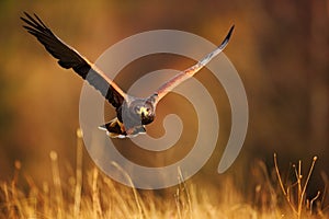 Flying bird of prey, Harris Hawk, Parabuteo unicinctus, in grass photo