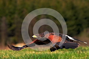 Flying bird of prey, Harris Hawk, Parabuteo unicinctus, landing. Bird in the nature habitat. Action wildlife scene from nature. Bi