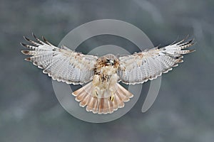 Flying bird of prey, Red-tailed hawk, Buteo jamaicensis, landing in the forest. Wildlife scene from nature. Animal in the habitat