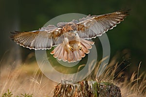 Flying bird of prey, Red-tailed hawk, Buteo jamaicensis, landing in forest. Wildlife scene from nature. Animal in the habitat. Ope