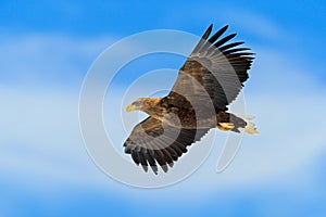 Flying bird of prey, White-tailed Eagle, Haliaeetus albicilla, with blue sky and white clouds in background