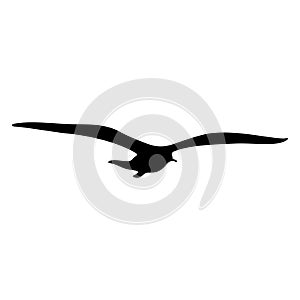 Flying bird realistic silhouette vector illustration. Seagull illustration.