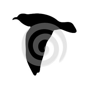 Flying bird realistic silhouette vector illustration. Seagull illustration.