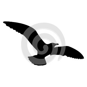 Flying bird realistic silhouette vector illustration. Seagull illustration.