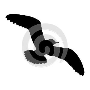 Flying bird realistic silhouette vector illustration. Seagull illustration.