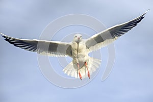Flying bird - a single seagull with wings wide spread against pale blue sky