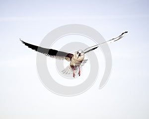 Flying bird - a single seagull with wings wide spread against pale blue sky