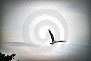 Flying bird sky eagle Sharpe