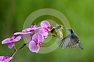 a flying bird soars to feed its chicks