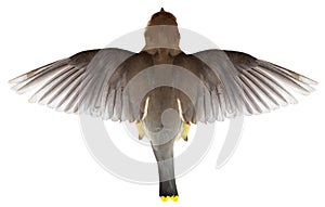 Flying Bird, Top View of Flight, WIngs,